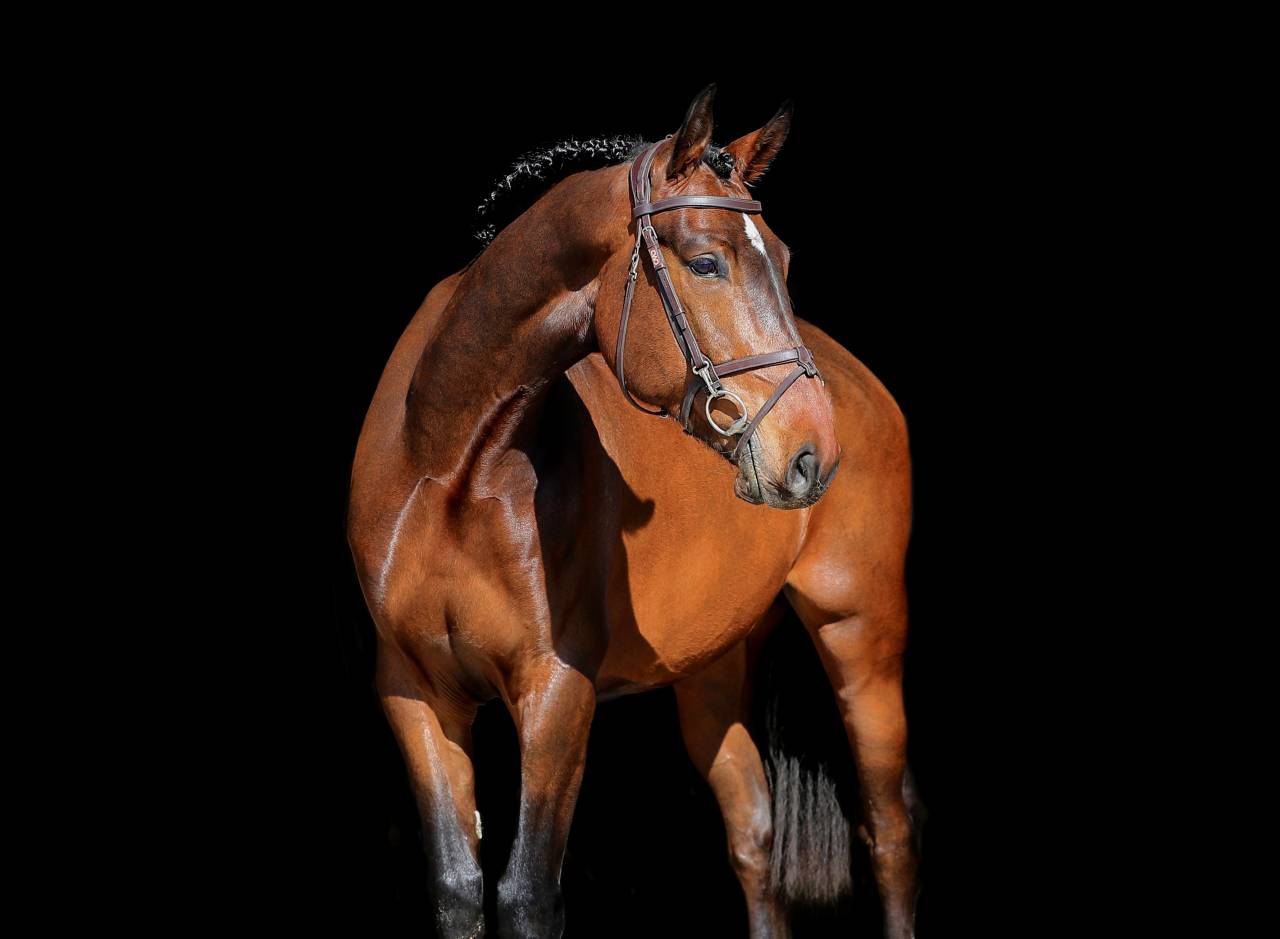 Ruin Zangersheide Te koop 2021 Donker bruin / bai ,  IMAGINATION VAN ‘T WINKENSHOF Z