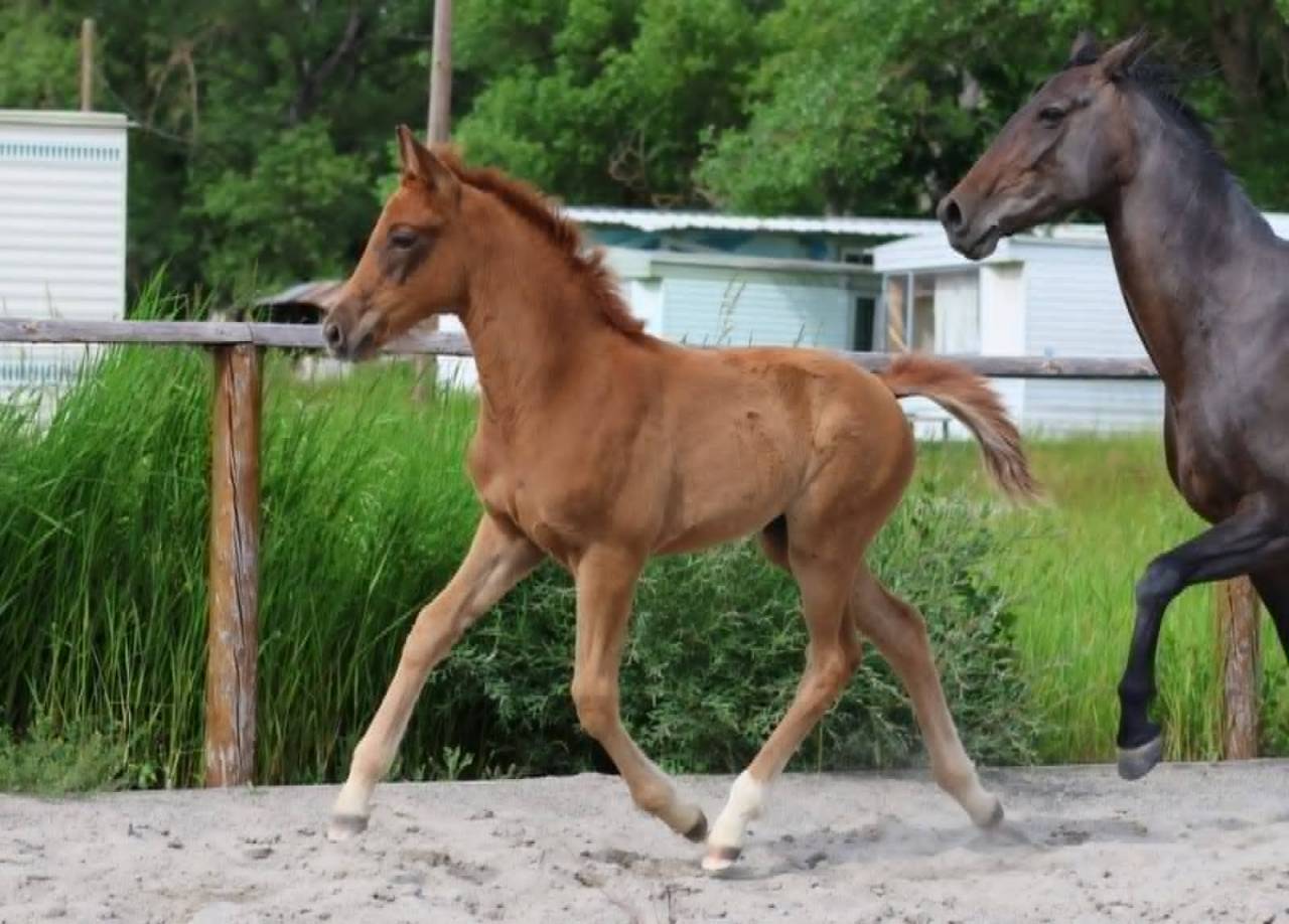 Veulen (vr) Hannoveraan  Te koop 2025 Vos