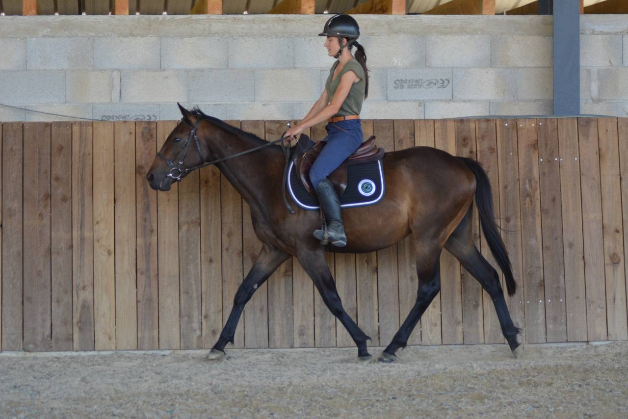 Ruin Engels volbloed Te koop 2022 Bruin / Bai