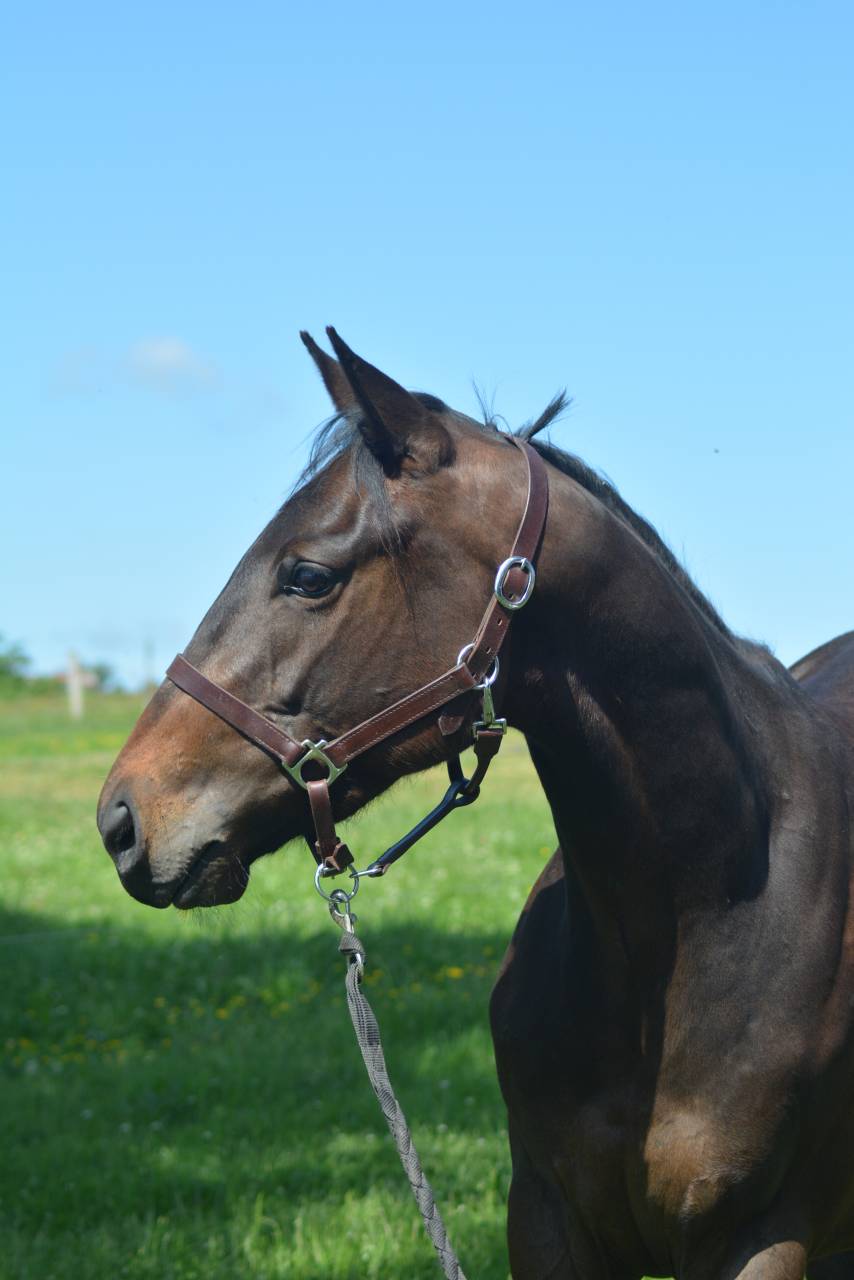 Ruin Engels volbloed Te koop 2022 Bruin / Bai