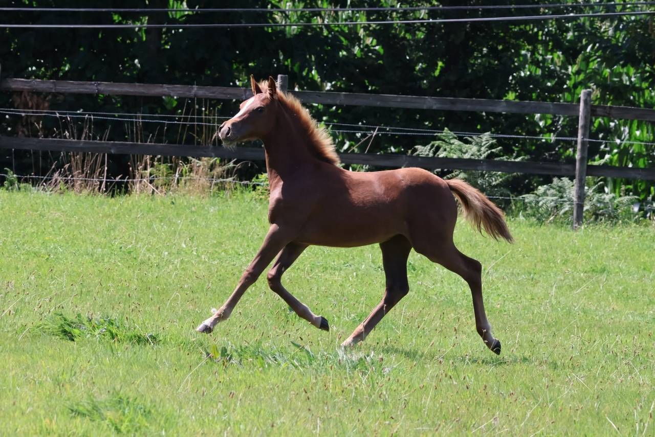 Veulen (vr) Franse rijpony PFS Te koop 2025 Vos ,  Champagne d'Ar Cus