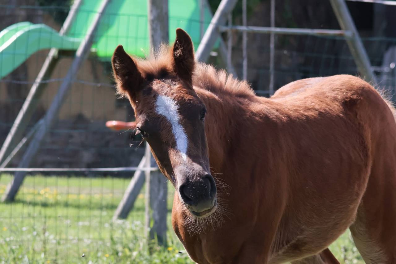Veulen (vr) Franse rijpony PFS Te koop 2025 Vos ,  Champagne d'Ar Cus