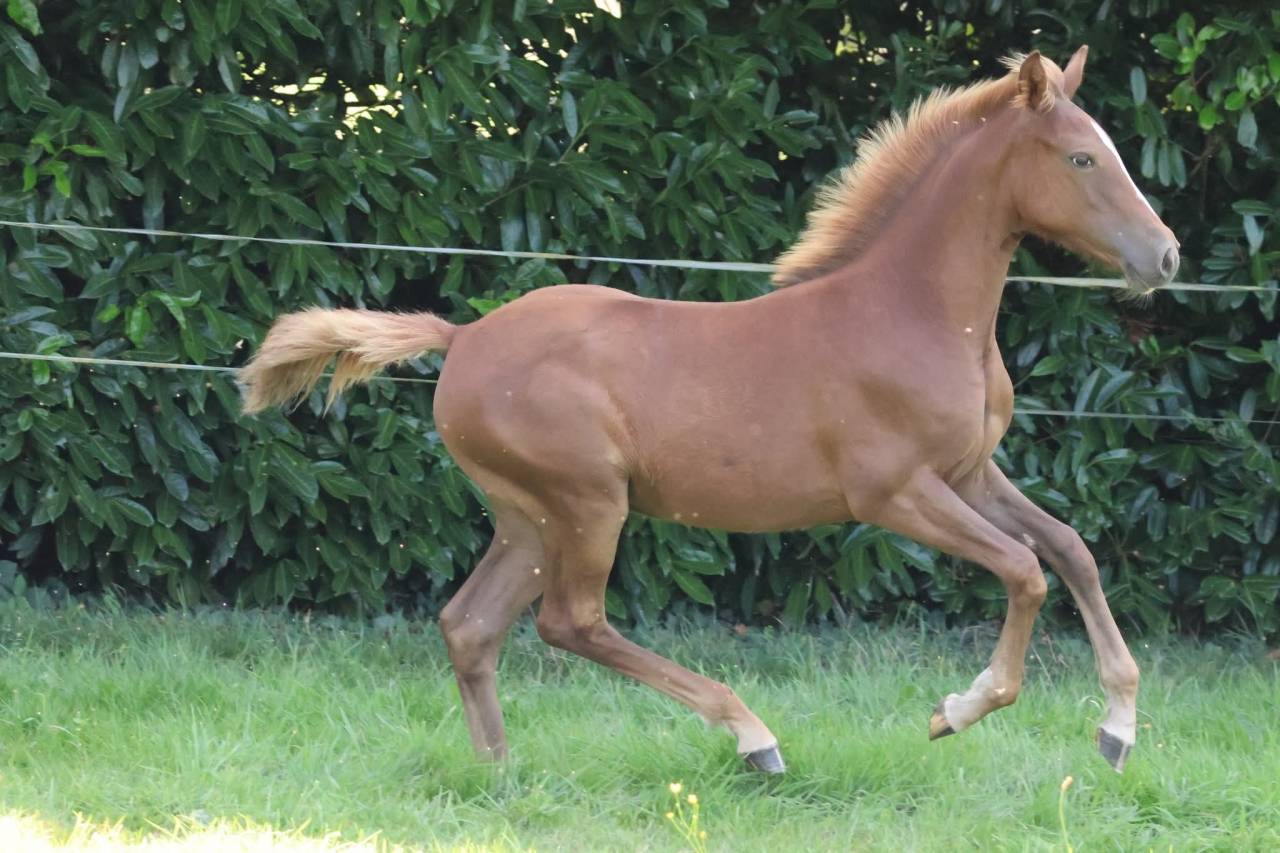 Veulen (vr) Franse rijpony PFS Te koop 2025 Vos ,  Champagne d'Ar Cus
