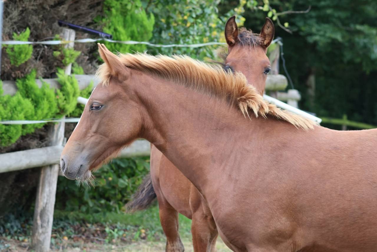Veulen (vr) Franse rijpony PFS Te koop 2025 Vos ,  Champagne d'Ar Cus