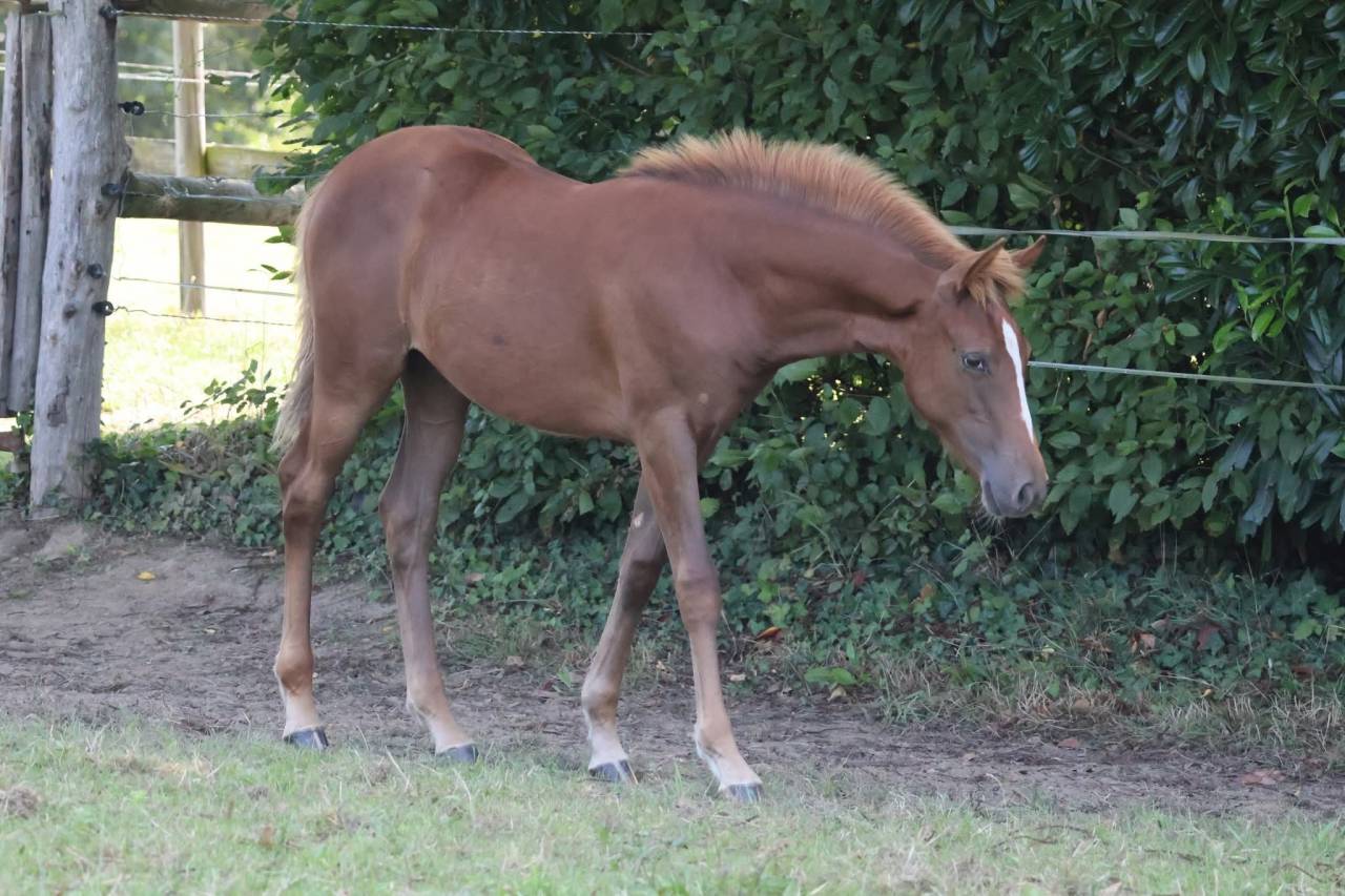 Veulen (vr) Franse rijpony PFS Te koop 2025 Vos ,  Champagne d'Ar Cus