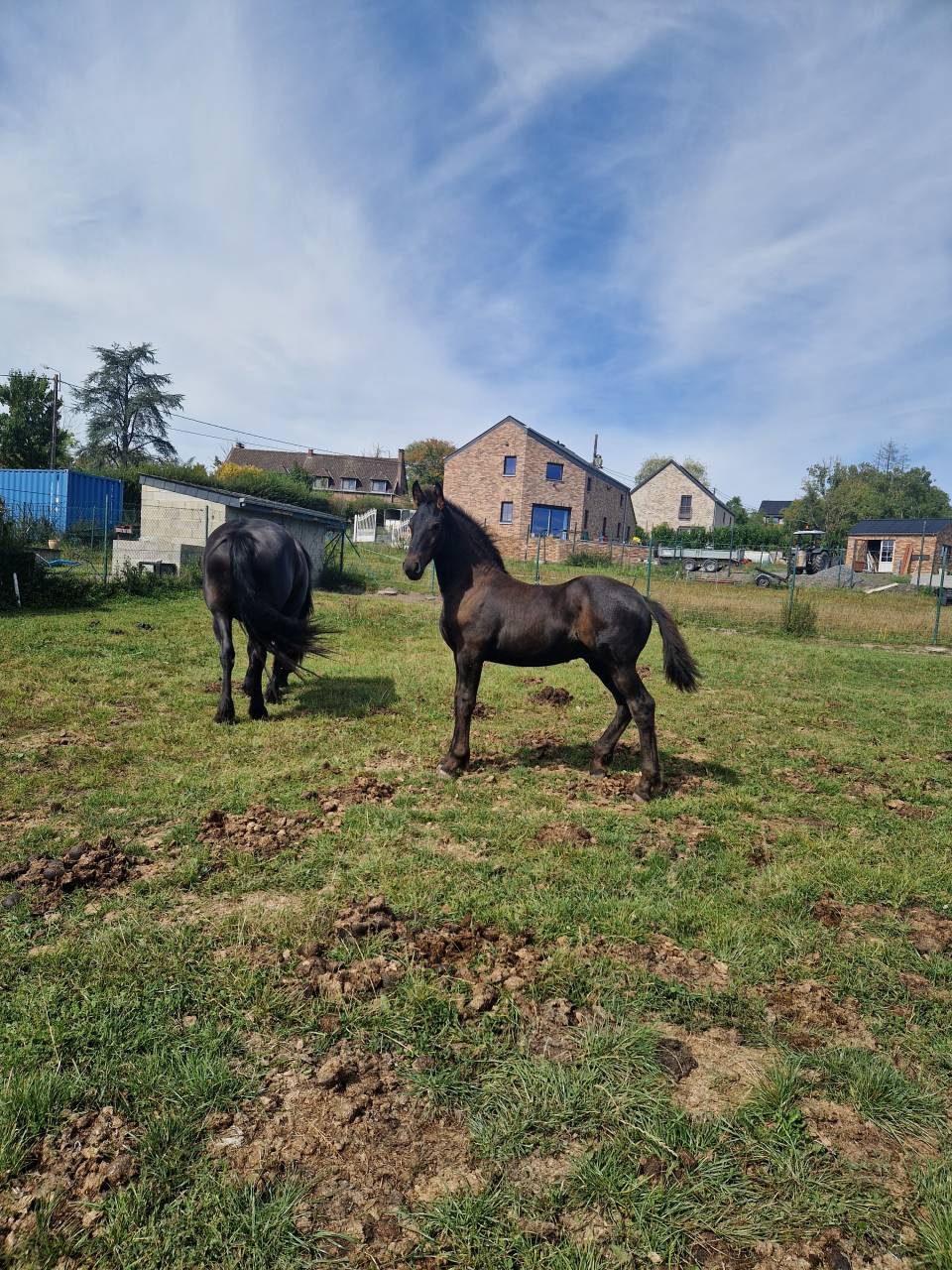 Veulen (ml) Fries Te koop 2024 Zwart