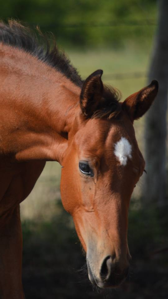 Veulen (ml) Selle Français Te koop 2025 Donker bruin / bai ,  check in