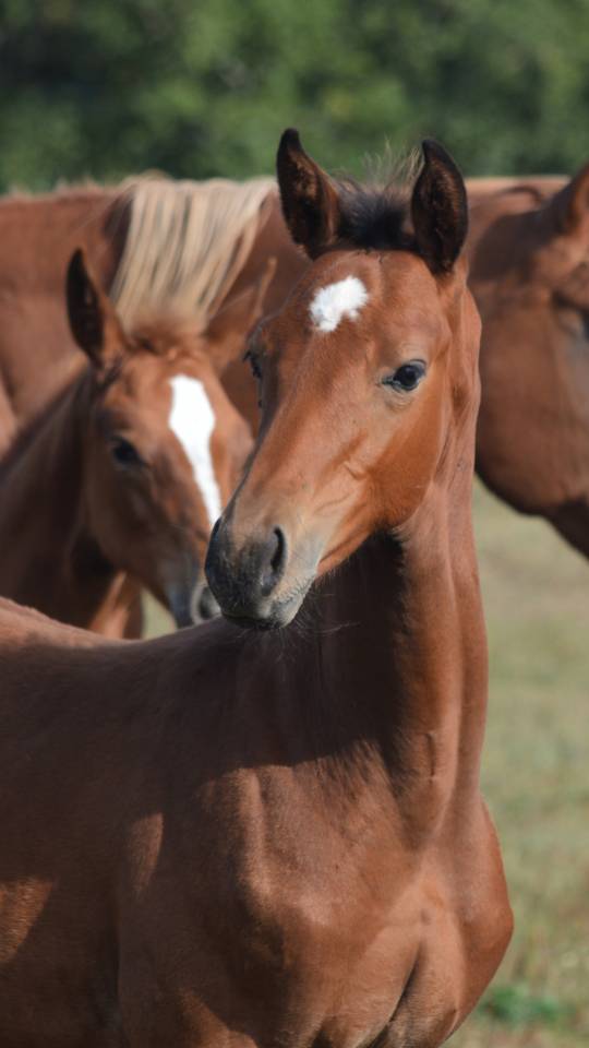 Veulen (ml) Selle Français Te koop 2025 Donker bruin / bai ,  check in