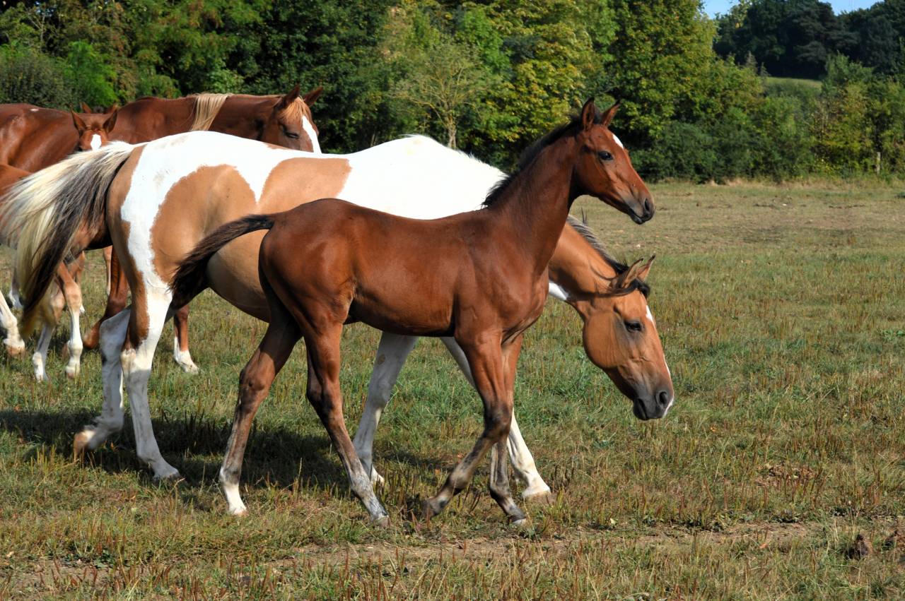 Veulen (ml) Selle Français Te koop 2025 Donker bruin / bai ,  check in