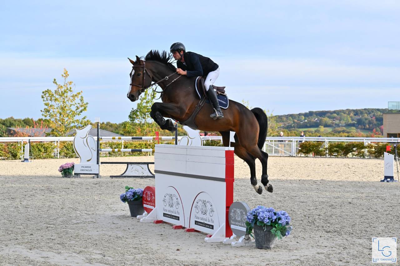 Veulen (ml) Selle Français Te koop 2025 Donker bruin / bai ,  check in