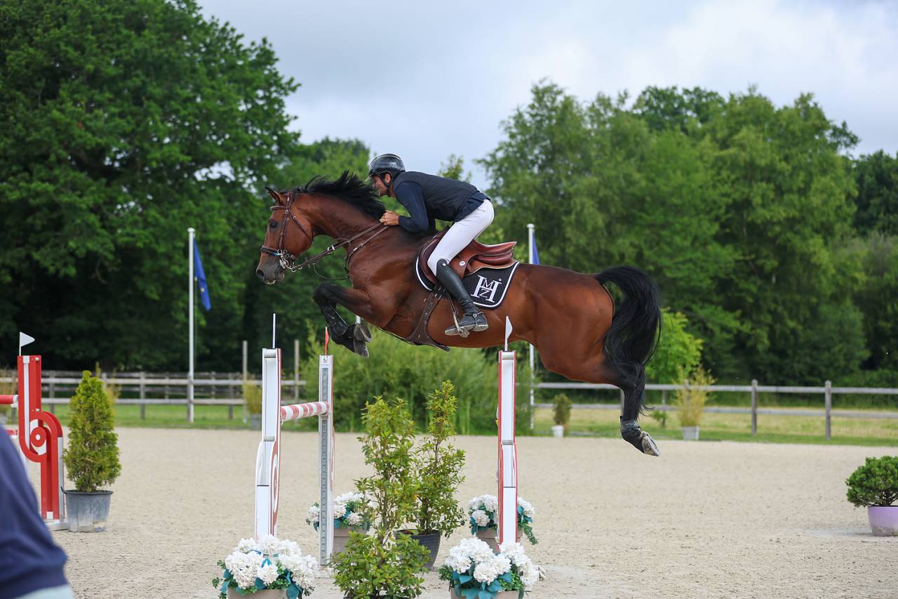 Veulen (ml) Selle Français Te koop 2025 Donker bruin / bai ,  check in