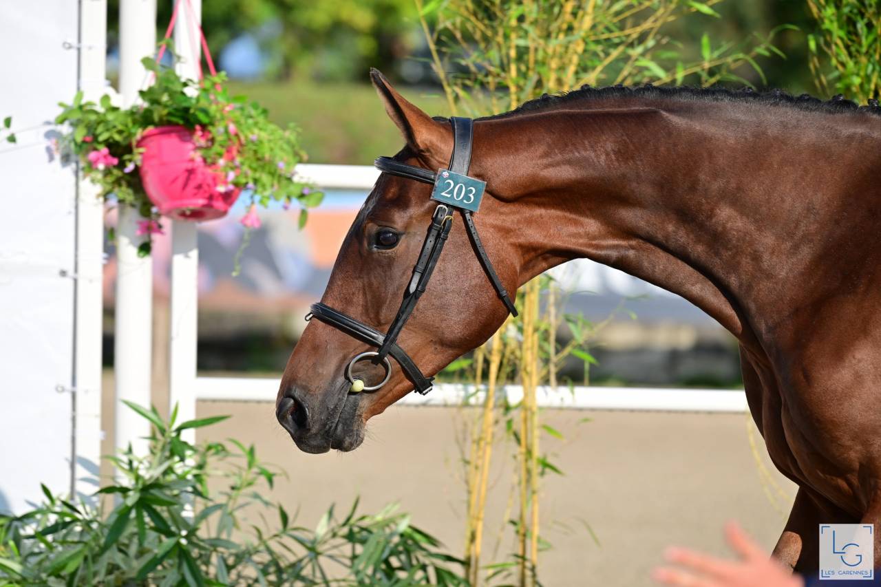 Veulen (ml) Selle Français Te koop 2025 Donker bruin / bai ,  check in