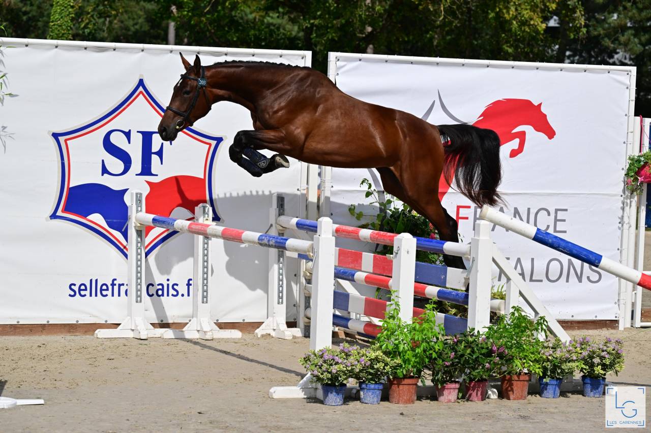 Veulen (ml) Selle Français Te koop 2025 Donker bruin / bai ,  check in