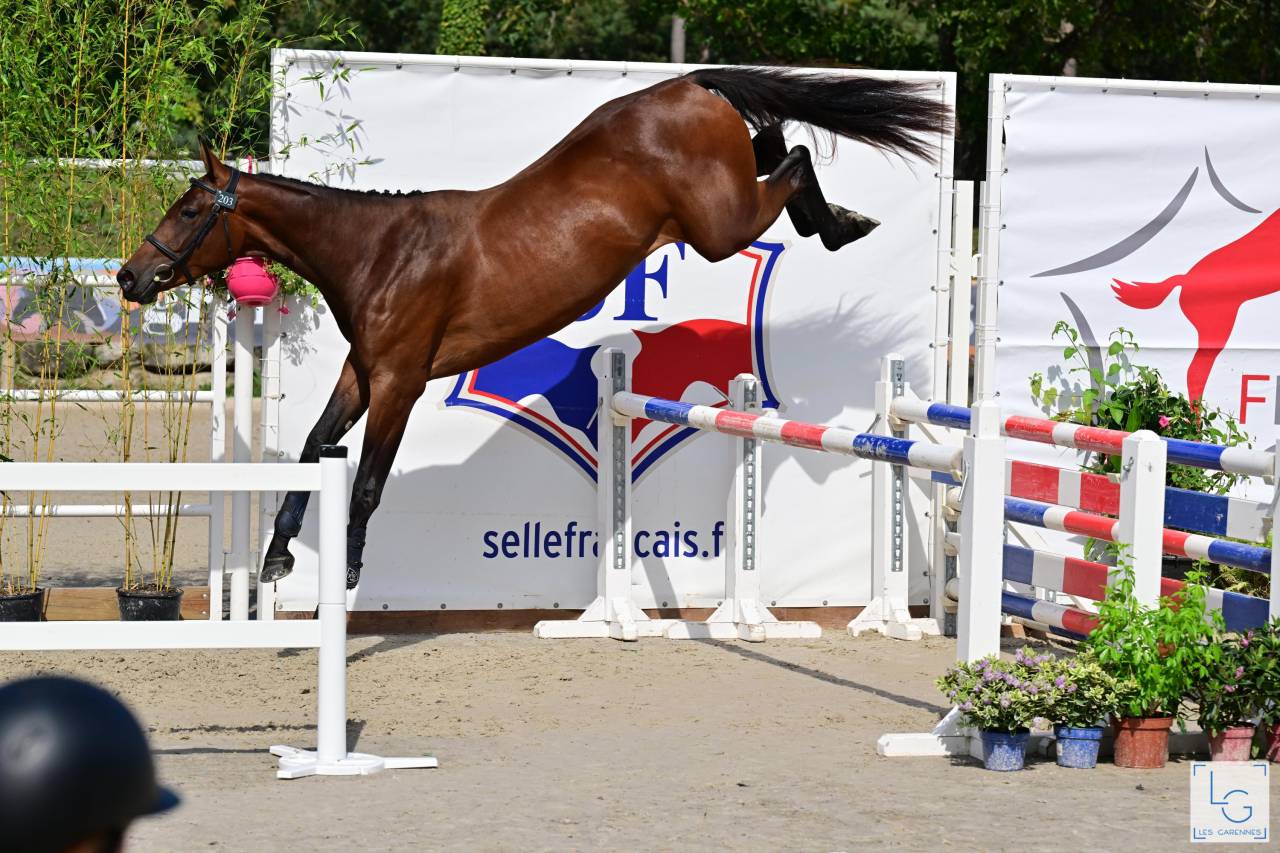 Veulen (ml) Selle Français Te koop 2025 Donker bruin / bai ,  check in