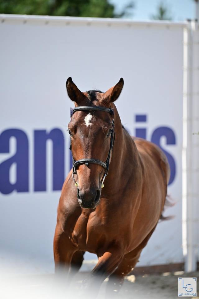 Veulen (ml) Selle Français Te koop 2025 Donker bruin / bai ,  check in