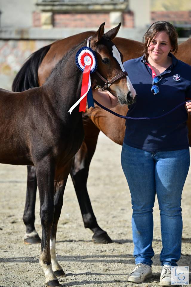 Veulen (ml) Selle Français Te koop 2025 Donker bruin / bai ,  check in