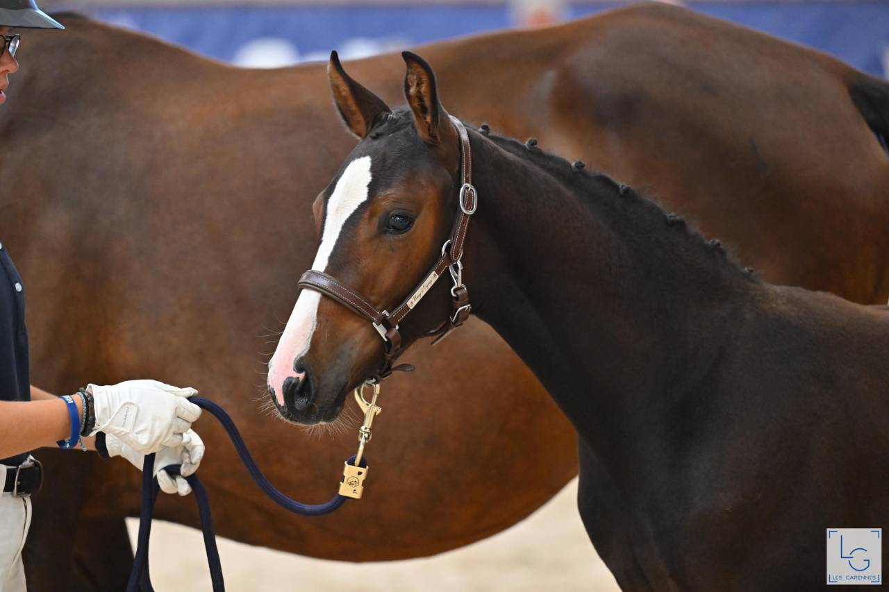 Veulen (ml) Selle Français Te koop 2025 Donker bruin / bai ,  check in