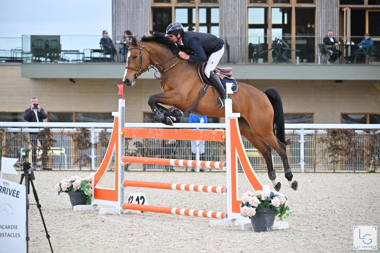 Veulen (ml) Selle Français Te koop 2025 Donker bruin / bai ,  check in