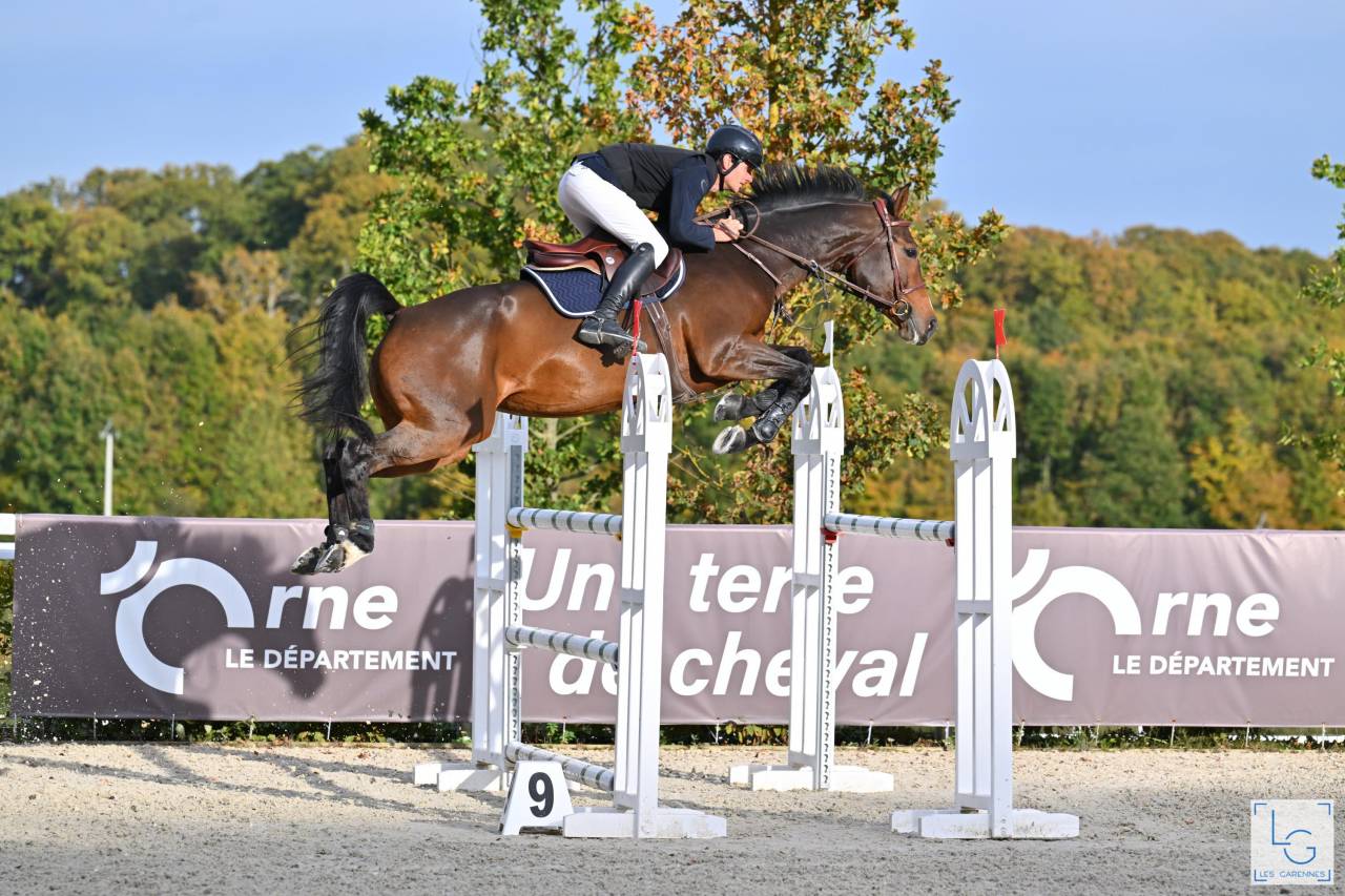 Veulen (ml) Selle Français Te koop 2025 Donker bruin / bai ,  check in