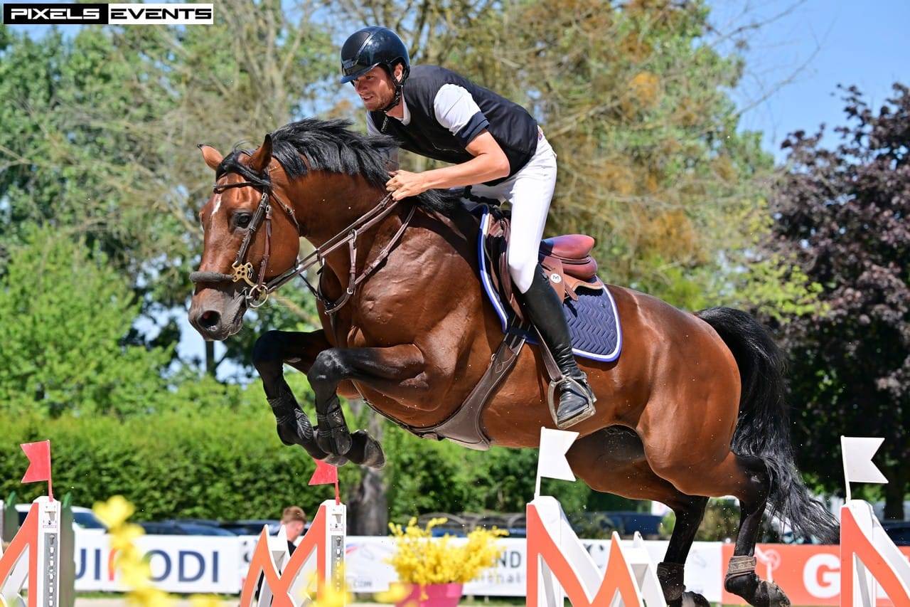 Veulen (ml) Selle Français Te koop 2025 Donker bruin / bai ,  check in