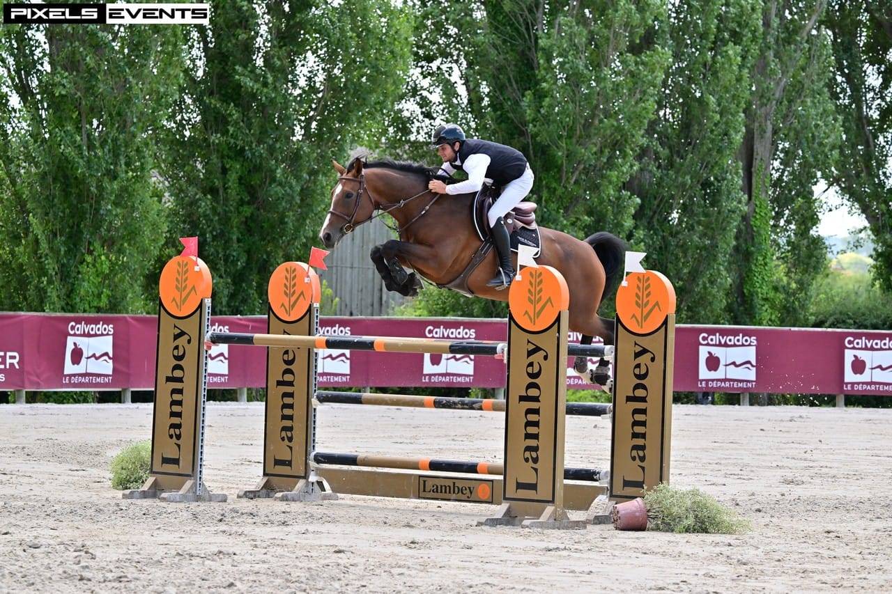 Veulen (ml) Selle Français Te koop 2025 Donker bruin / bai ,  check in