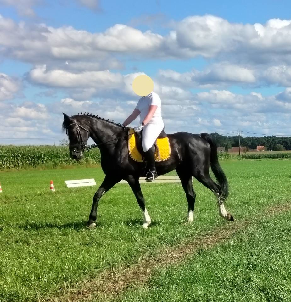 Zwarte Gelderse merrie