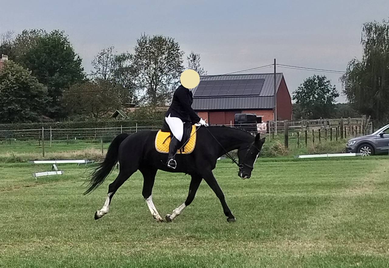 Zwarte Gelderse merrie
