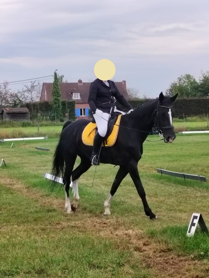 Zwarte Gelderse merrie