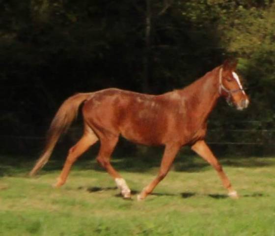 Merrie Selle Fran&ccedil;ais Te koop 2020 Vos