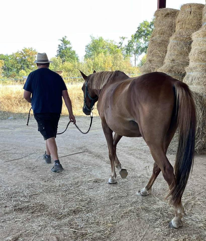Merrie Selle Fran&ccedil;ais Te koop 2020 Vos