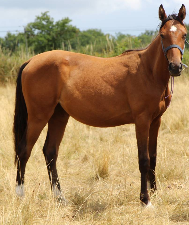 Veulen (vr) Selle Fran&ccedil;ais Te koop 2024 Donker bruin / bai