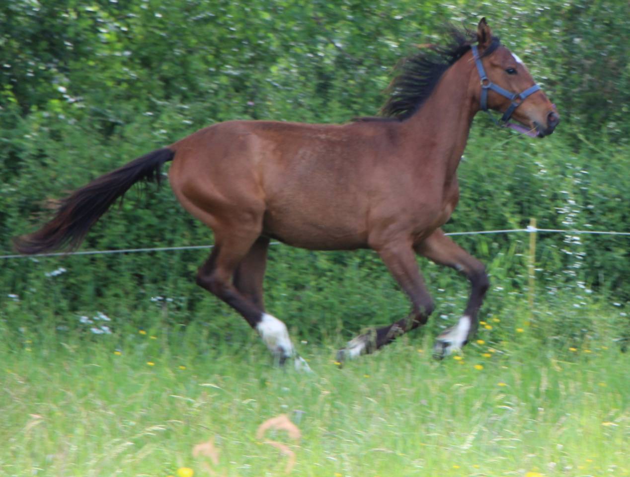 Veulen (vr) Selle Fran&ccedil;ais Te koop 2024 Donker bruin / bai