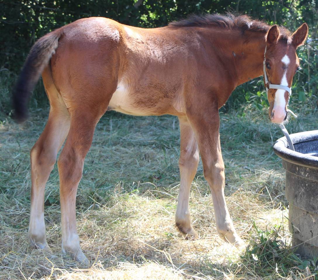 Veulen (ml) Selle Fran&ccedil;ais Te koop 2025 Donker bruin / bai