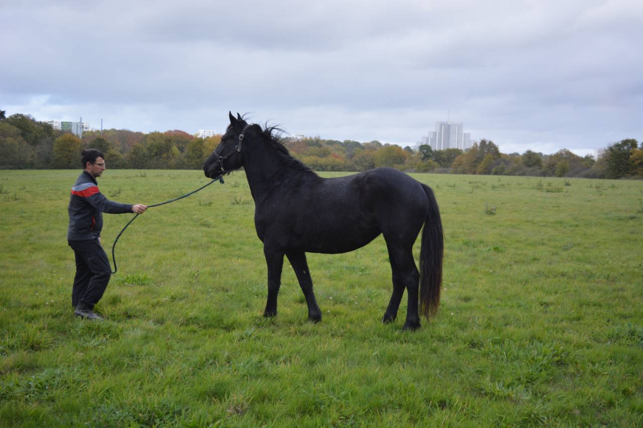 Merrie Ras onbekend Te koop 2021 Zwart