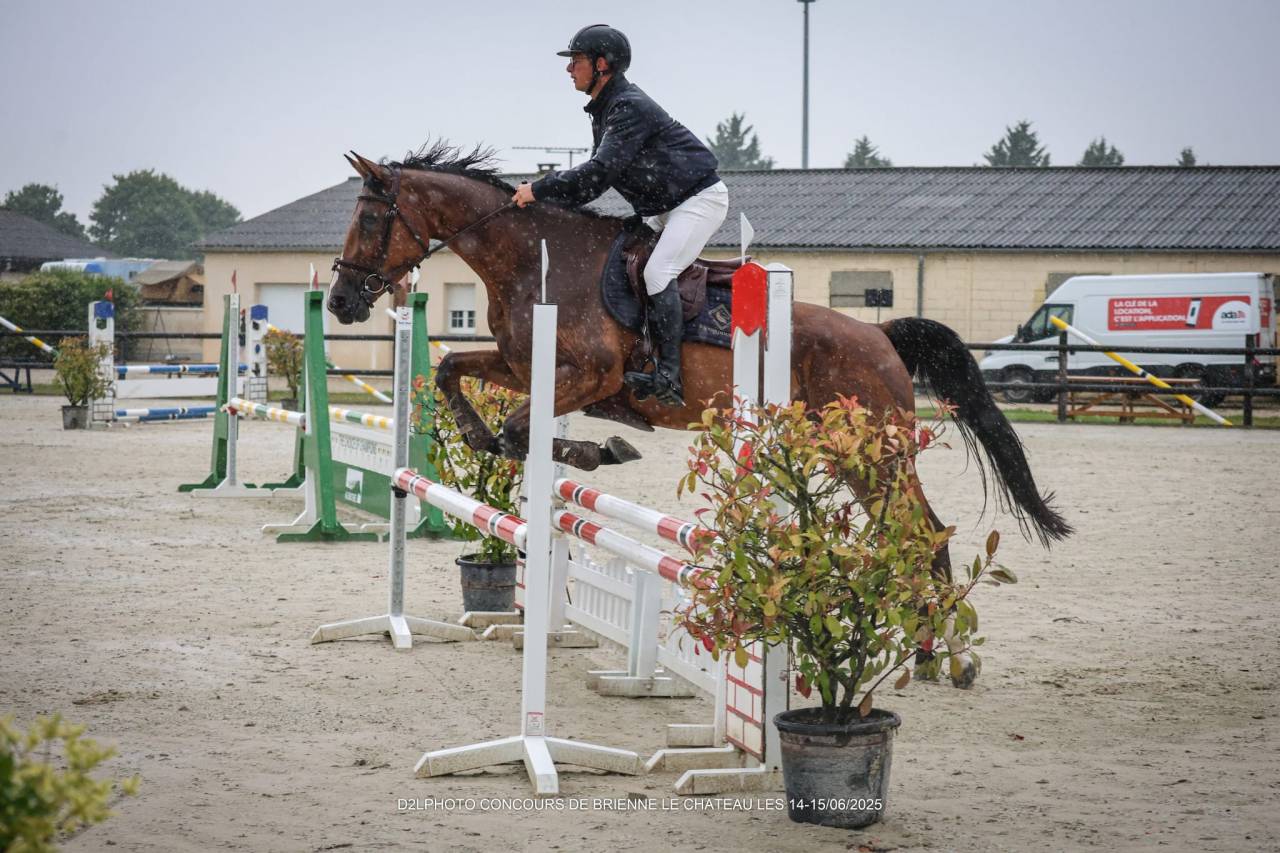 Merrie Selle Français Te koop 2020 Donker bruin / bai ,  El diarado d'Euskadi