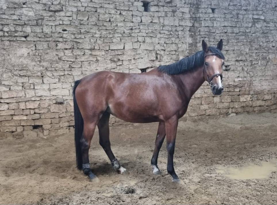 Merrie Selle Français Te koop 2020 Donker bruin / bai ,  El diarado d'Euskadi