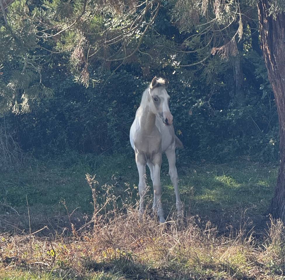 Veulen (ml) Franse rijpony PFS Te koop 2025 Bont