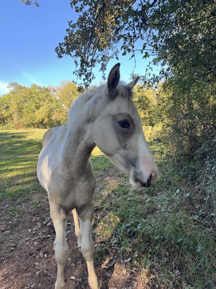 Veulen (ml) Franse rijpony PFS Te koop 2025 Bont