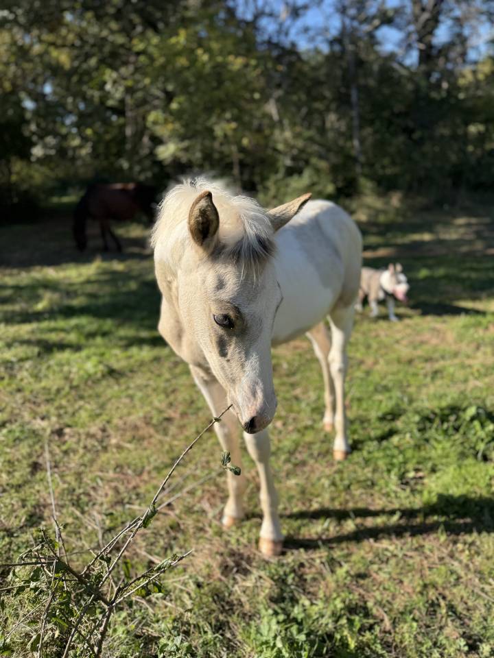 Veulen (ml) Franse rijpony PFS Te koop 2025 Bont