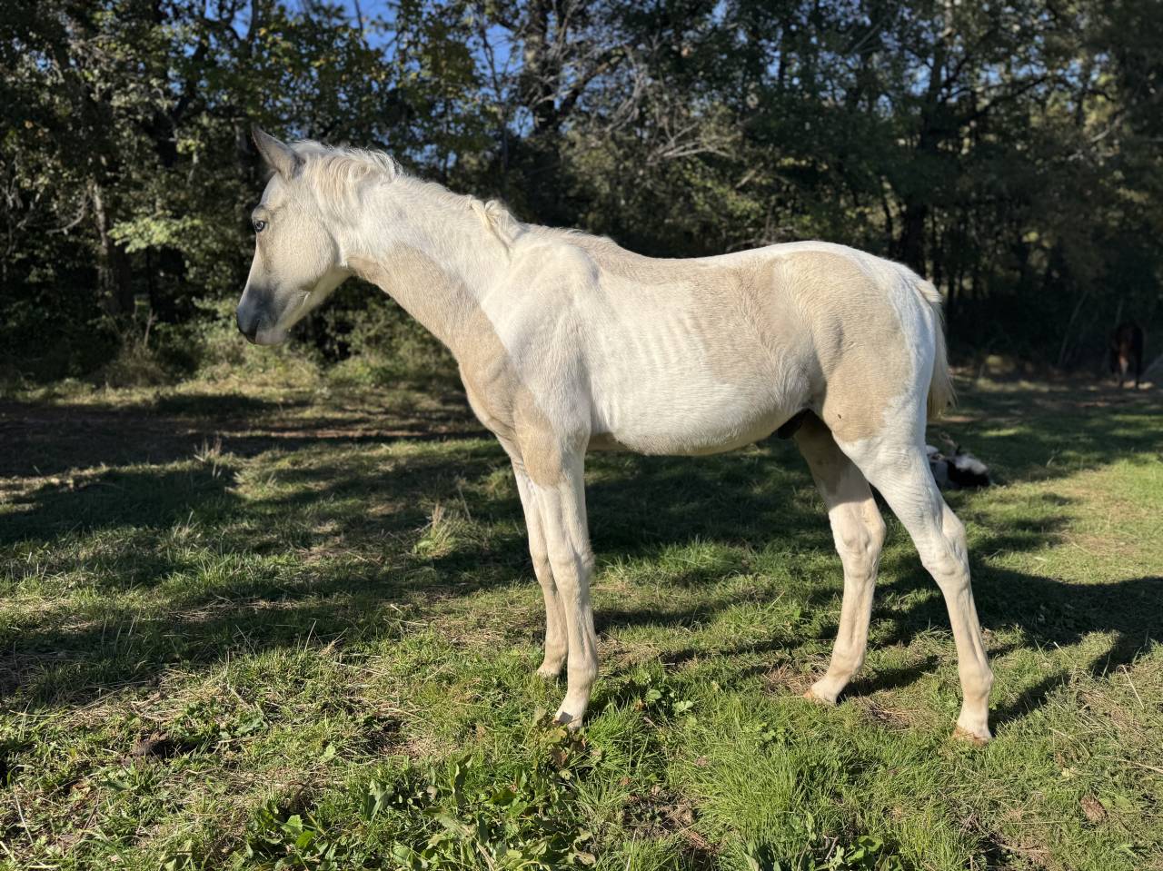 Veulen (ml) Franse rijpony PFS Te koop 2025 Bont