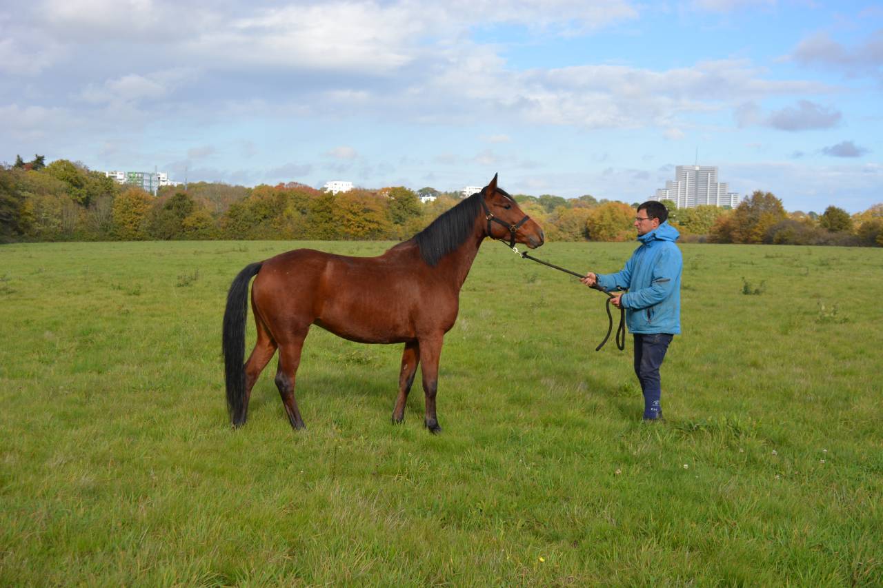 Merrie Bekend ras Te koop 2021 Donker bruin / bai