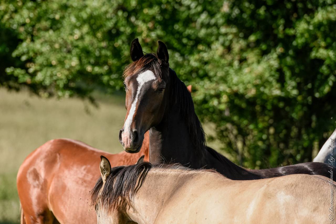Draagmerrie Hannoveraan  Te koop 2019 Bruin / Bai ,  CONTENDRO I