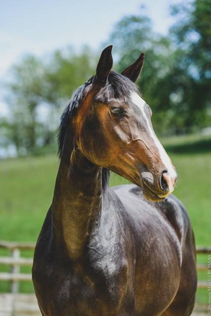Draagmerrie Hannoveraan  Te koop 2019 Bruin / Bai ,  CONTENDRO I