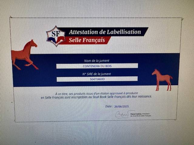 Draagmerrie Hannoveraan  Te koop 2019 Bruin / Bai ,  CONTENDRO I