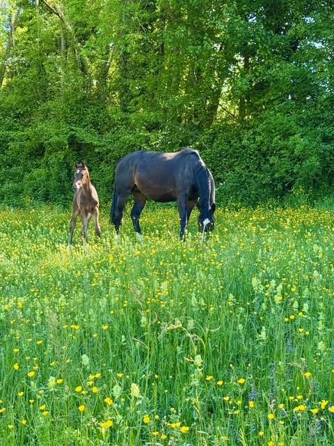 Draagmerrie Hannoveraan  Te koop 2019 Bruin / Bai ,  CONTENDRO I