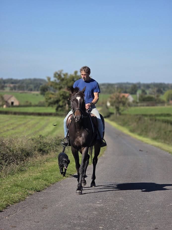 Ruin Franse draver  Te koop 2020 Zwart
