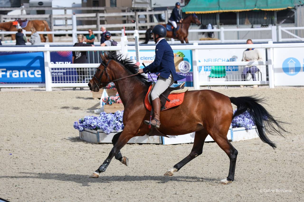 Merrie KWPN Nederlands sportpaard Te koop 2014 Donker bruin / bai ,  ZAVALL VDL (NLD) KWPN 2004