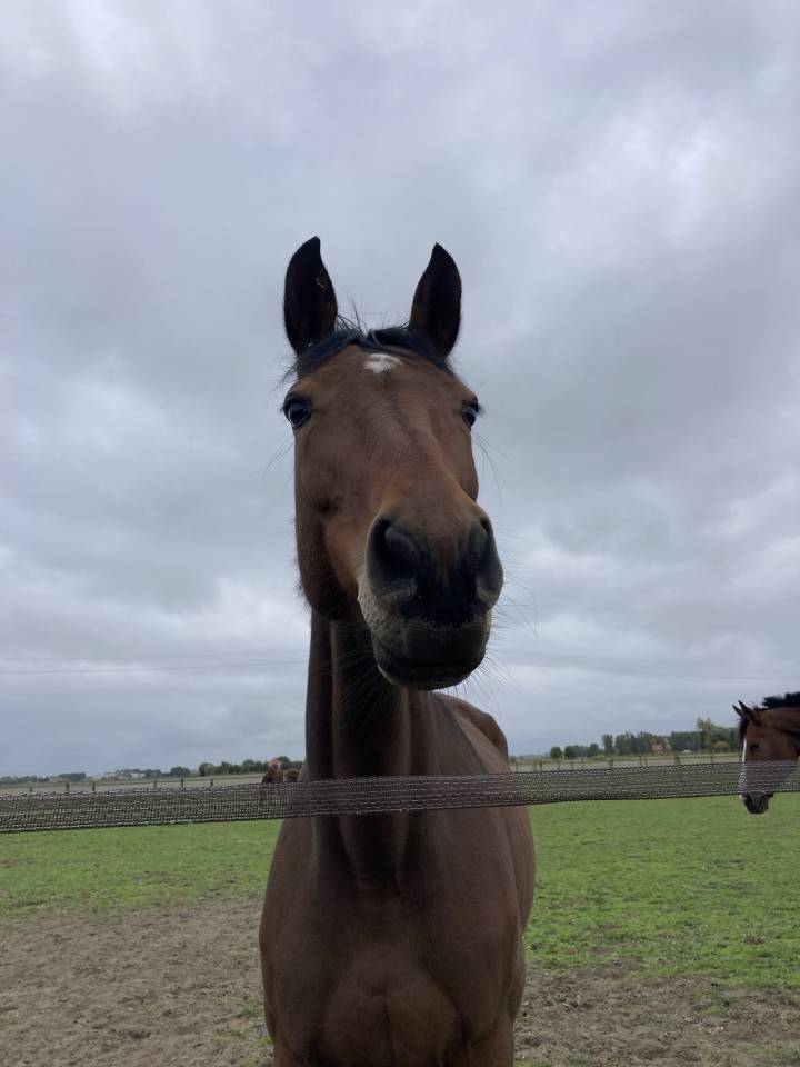 Merrie KWPN Nederlands sportpaard Te koop 2014 Donker bruin / bai ,  ZAVALL VDL (NLD) KWPN 2004