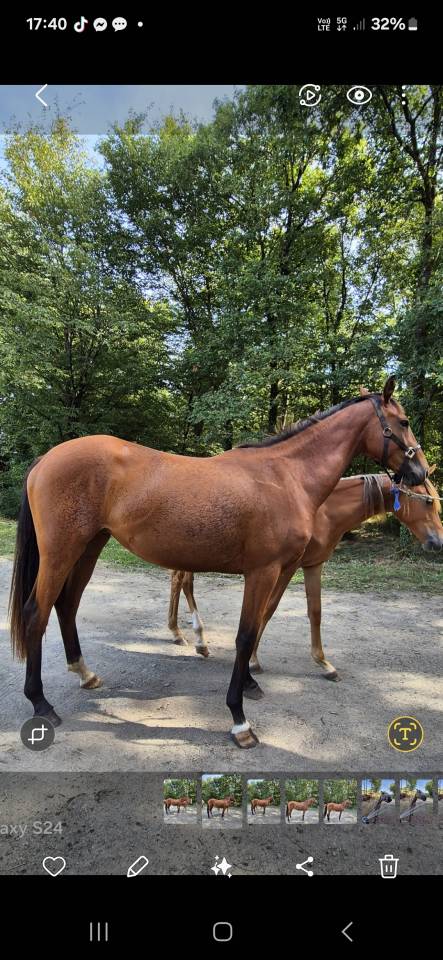 Merrie Zangersheide Te koop 2023 Donker bruin / bai ,  KARAT J .polonais