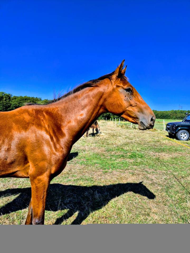 Merrie Zangersheide Te koop 2023 Donker bruin / bai ,  KARAT J .polonais